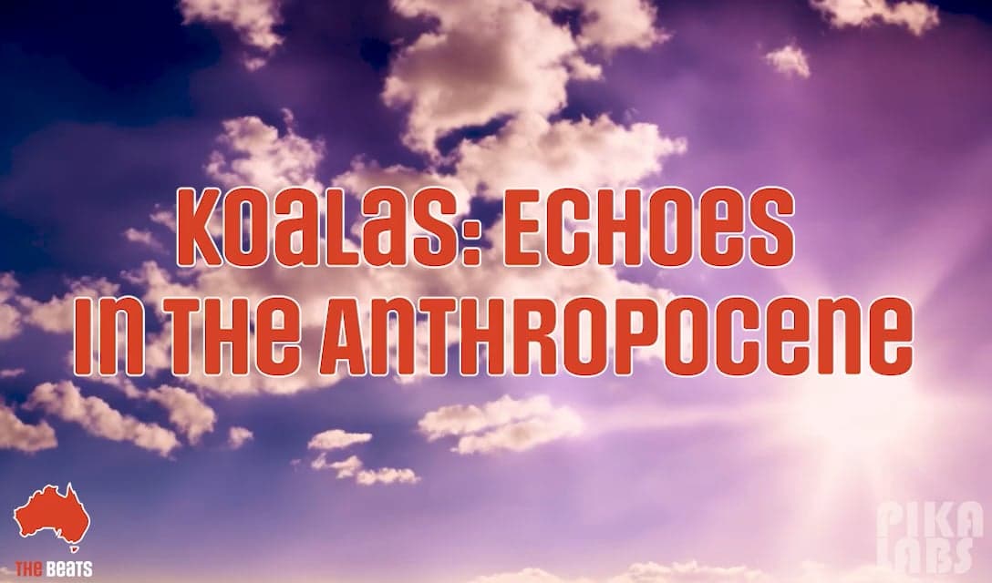 Koalas: Echoes in the Anthropocene